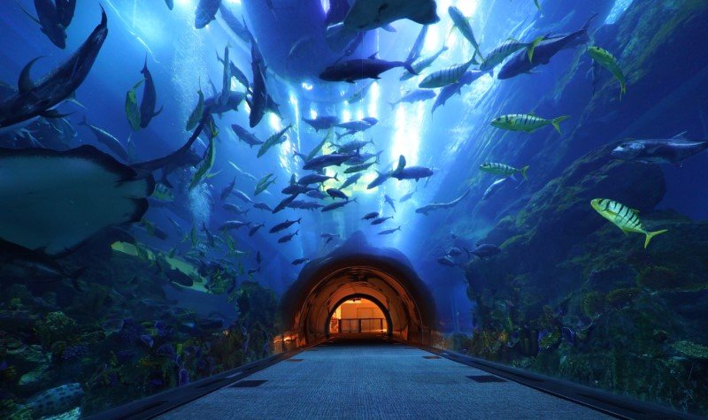 Dubai Aquarium & Underwater Zoo