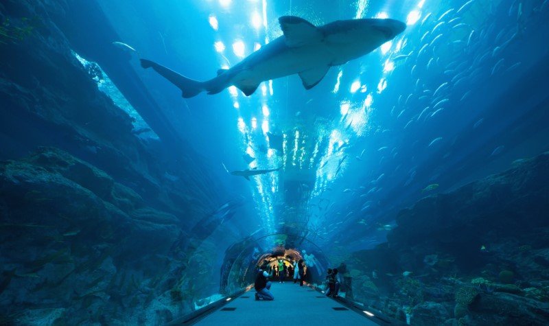 Dubai Aquarium and Underwater Zoo