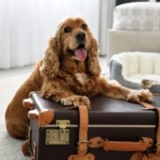 Pet Friendly Hotels Dubai