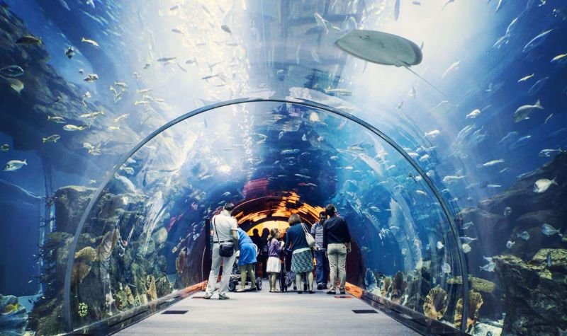 Dubai Aquarium and Underwater Zoo - Indoor activities In Dubai For Free Dubai Aquarium and Underwater Zoo - Indoor activities In Dubai For Free