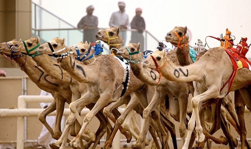 Dubai Camel Race Track - Indoor activities In Dubai For Free Dubai Camel Race Track - Indoor activities In Dubai For Free