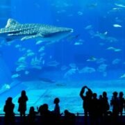 Indoor Places To Visit In Dubai For Free