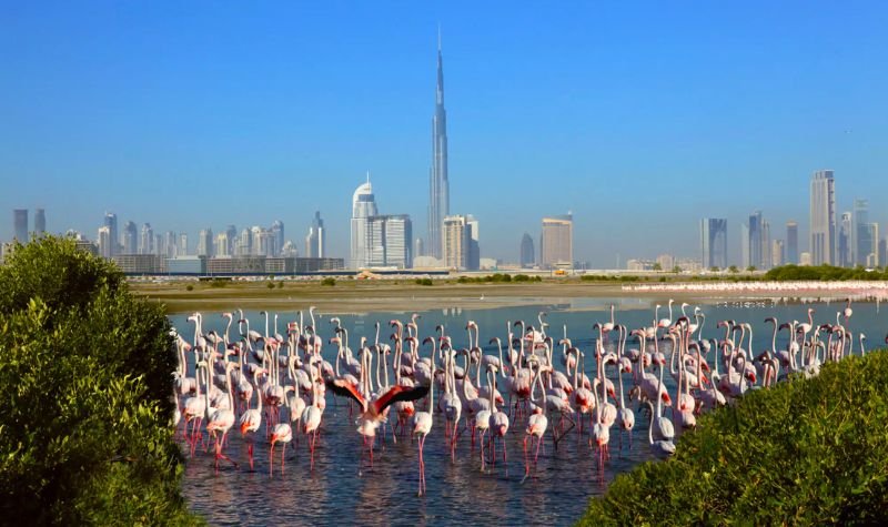 Ras Al Khor Wildlife Sanctuary - Indoor activities In Dubai For Free Ras Al Khor Wildlife Sanctuary - Indoor activities In Dubai For Free